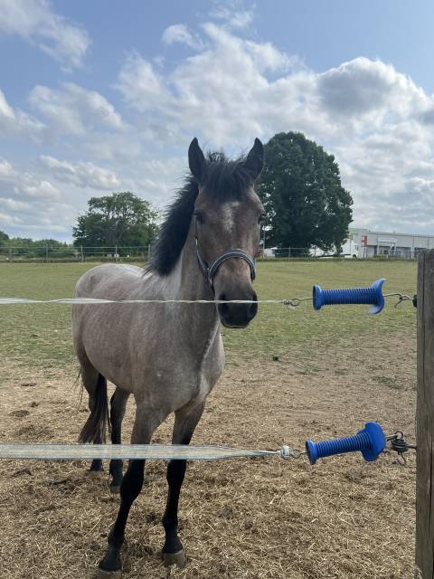 Intero PFS Pony Francese da Sella In vendita 2023 Grigio ,  DEXTER LEAM PONDY