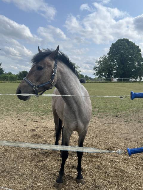 Intero PFS Pony Francese da Sella In vendita 2023 Grigio ,  DEXTER LEAM PONDY