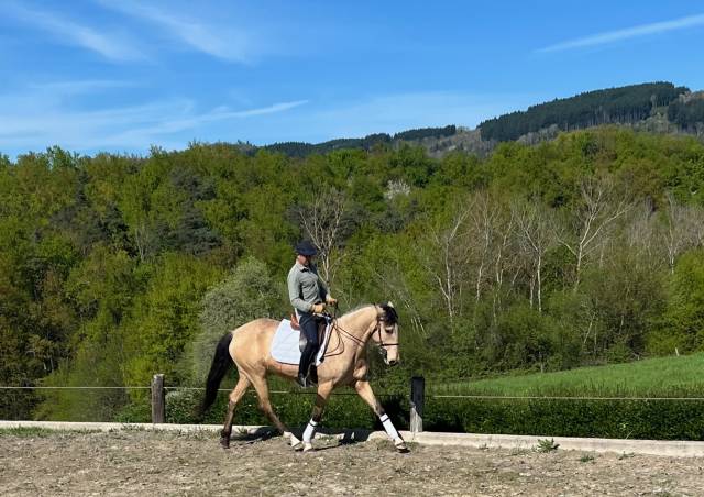 Cavalla Lusitano In vendita 2020 Isabella ,  TENOR DE LA COMBE