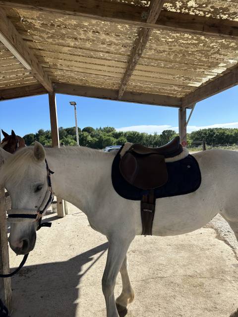 Sella mista Forestier Modèle club  17" - 2024