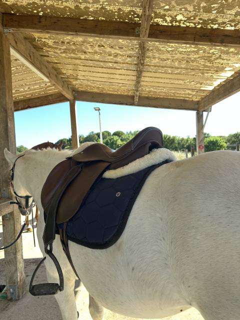 Sella mista Forestier Modèle club  17" - 2024