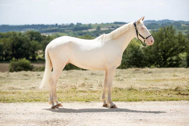 Castrone BWP Cavallo da Sangue Belgio In vendita 2022 Cremello ,  FAMOUS BOY HB