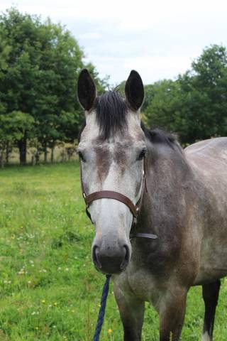 Cavalla Purosangue Inglese In vendita 2022 Grigio