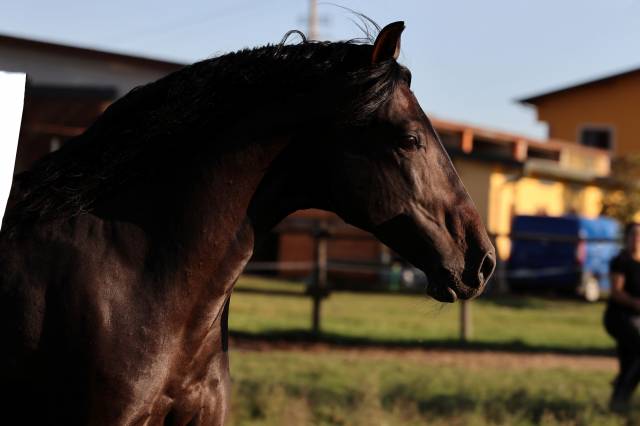 cavallo P.R.E.