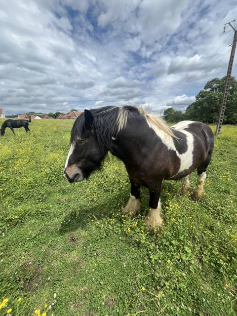 Castrone Welsh Poney (Sezione D), Welsh Cob  In vendita 2021 Pezzato ,  Cairnview Dillon