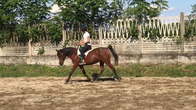 Cavalla araba 