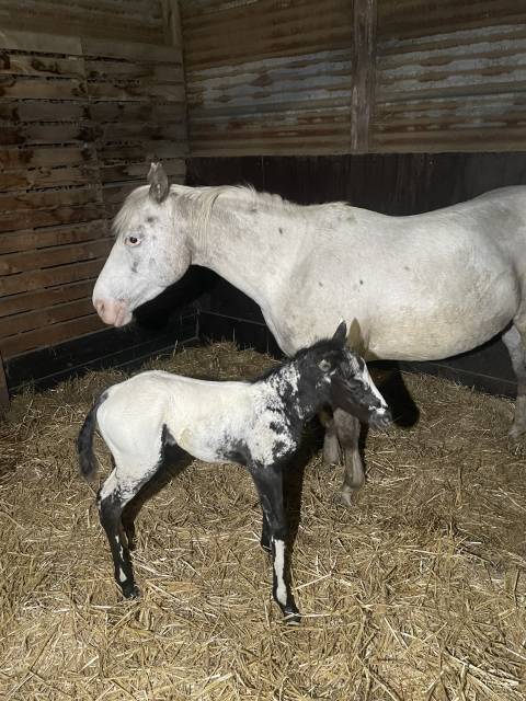 Puledra Appaloosa In vendita 2025 Nero