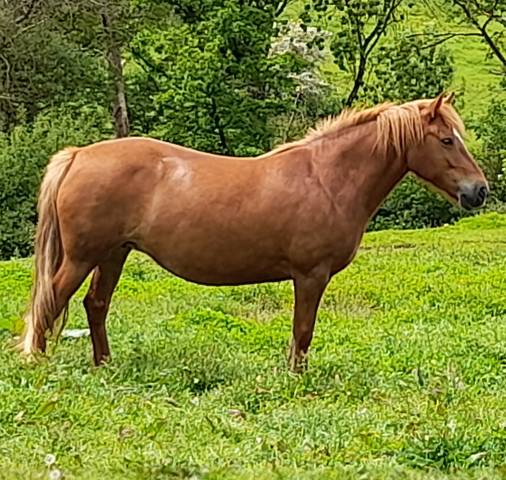 Cavalla Connemara In vendita 2019 Sauro ,  TITUS DE LIAF