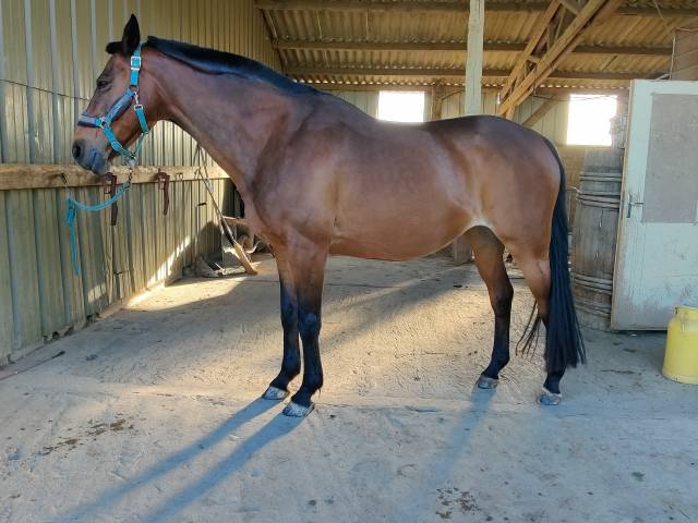 Sella da dressage Antarès  17" - 2013