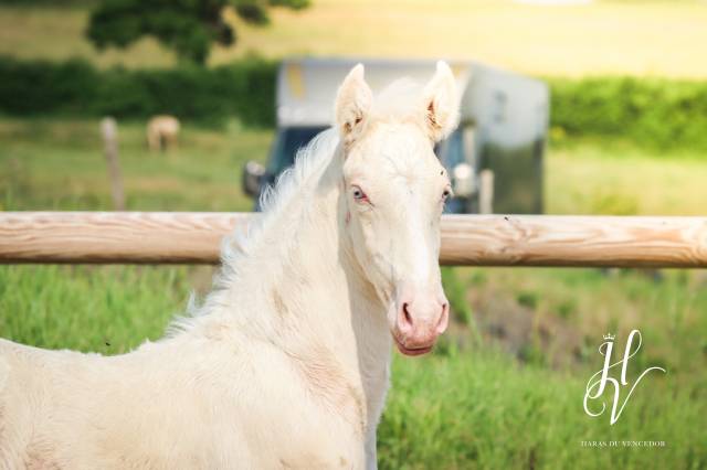 Puledro Lusitano In vendita 2025 Crema ,  Ouro JLC