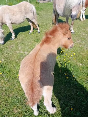 Puledro Shetland In vendita 2025 Dun ,  stjernens waston