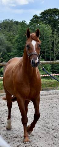 Fattrice Hanovrien In vendita 2008 Sauro ,  DON FREDERICO