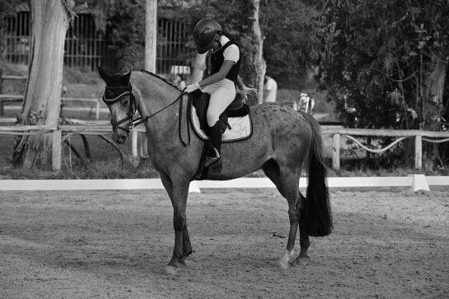Pony castrone al limite del 2011