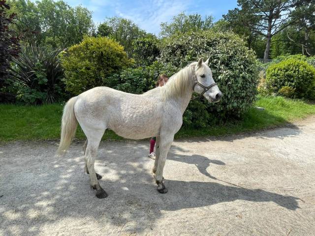 Castrone Altre Razze di Pony In vendita 2006 Grigio