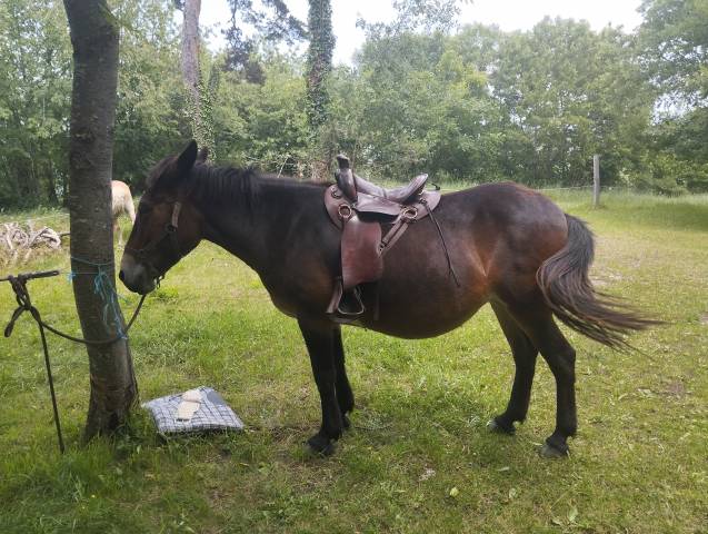 Sella da trekking  Cathare chez Courtois  17.5" - 2015