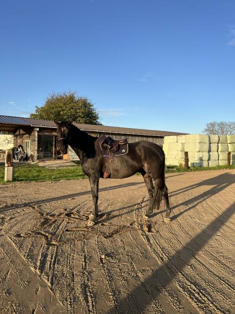 Sella da cross Tolga Mono quartier  17.5" - 2014