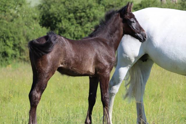 Puledro PFS Pony Francese da Sella In vendita 2025 Grigio ,  Usandro Tilia Derlenn