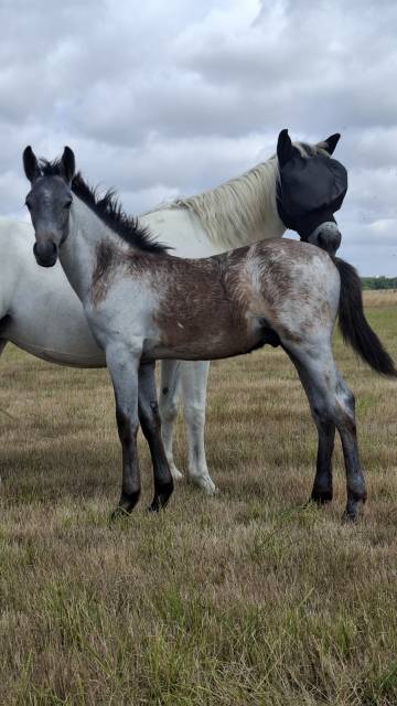 Puledro PFS Pony Francese da Sella In vendita 2025 Grigio ,  Usandro Tilia Derlenn