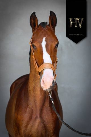 Puledro Lusitano In vendita 2024 Baio ,  Ouro JLC