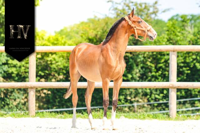 Puledro Lusitano In vendita 2024 Baio ,  Ouro JLC