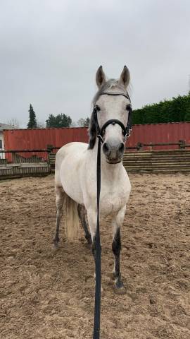 Stallone PRE Andaluso In vendita 2014 Grigio ,  DESEO VI