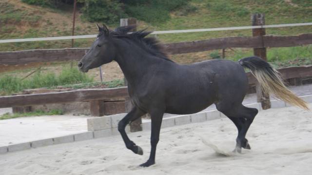 Cavalla Purosangue Arabo In vendita 2009 Nero ,  SAR SHARAF EL ASWAD