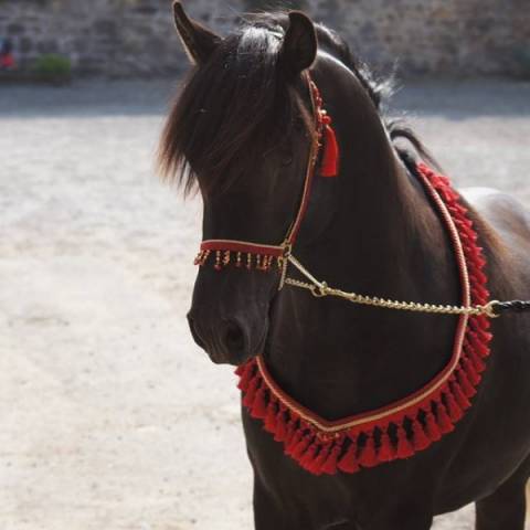 Stallone Purosangue Arabo In vendita 2011 Nero ,   Zaraq El Amir Bwa