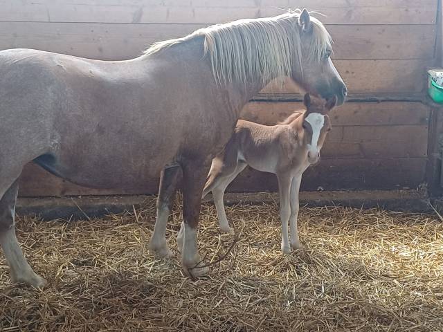 Puledro Welsh Poney (Sezione B) In vendita 2025 Sauro