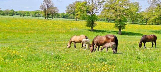 Proprietà equestre In vendita Allier