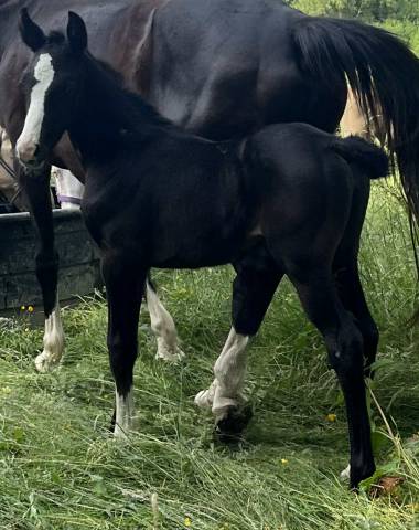 Puledra Sella Francese In vendita 2025 Nero ,  excalibur dela tour vidal