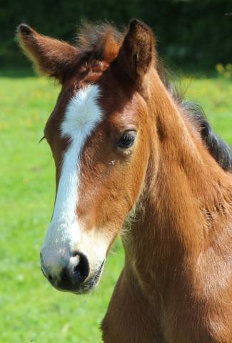 Puledro PFS Pony Francese da Sella In vendita 2025 Baio