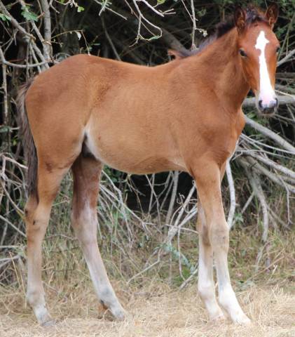 Puledro PFS Pony Francese da Sella In vendita 2025 Baio