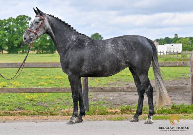 Cavalla Zangersheide In vendita 2019 Grigio