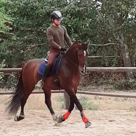 Intero PRE Andaluso In vendita 2019 Baio