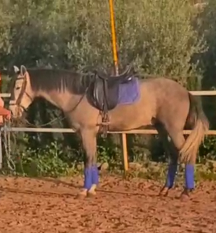 Castrone PRE Andaluso In vendita 2022 Grigio