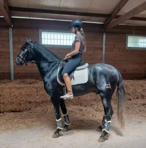 Intero PRE Andaluso In vendita 2022 Grigio