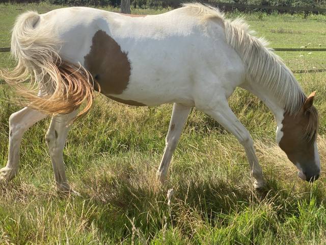 Castrone PFS Pony Francese da Sella In vendita 2023 Tobiano