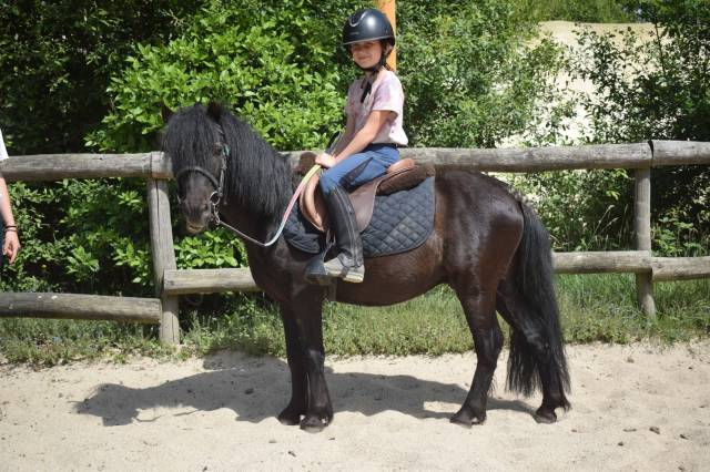 Castrone Altre Razze di Pony In vendita 2013 Nero