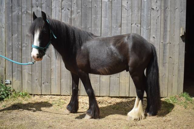 Castrone Shetland In vendita 2020 Nero