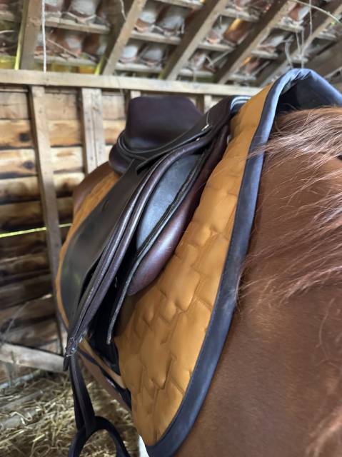 Sella mista Privil&egrave;ge Equitation  17.5" - 2020