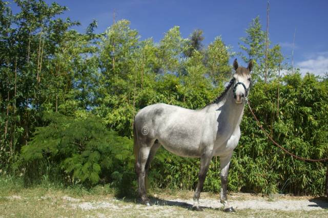 Cavalla PRE Andaluso In vendita 2020 Grigio