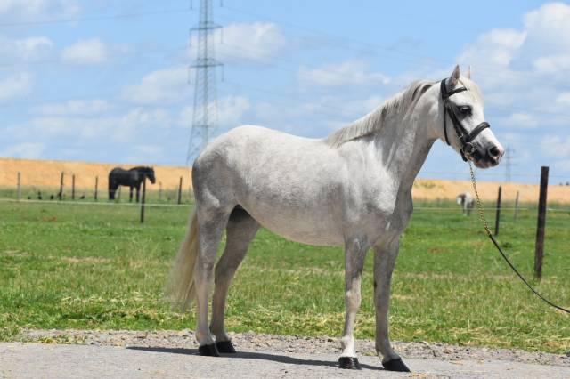 Cavalla Origine non conosciuta  In vendita 2018 Grigio