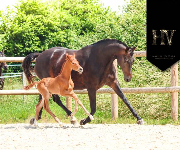 Puledro KWPN Cavallo da Sport Neerlandese In vendita 2025 Sauro ,  Perfect Silver Legend