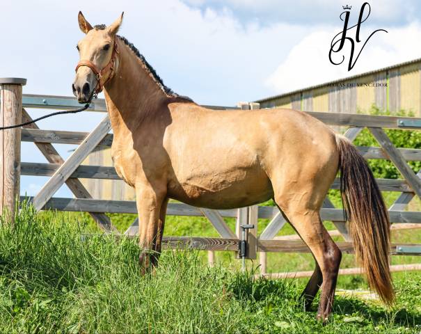 Puledra Lusitano In vendita 2023 Isabella ,  Miura Des Cais
