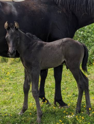 Puledro Paint Horse In vendita 2024 Nero ,  houston creek monkey