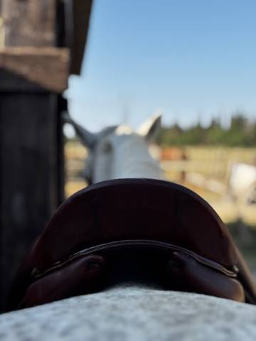 Sella da dressage Belloir Saumur 17.5" - 2018