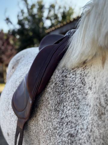 Sella da dressage Belloir Saumur 17.5" - 2018