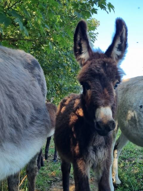 Asno Miniature In vendita 2025 Nero