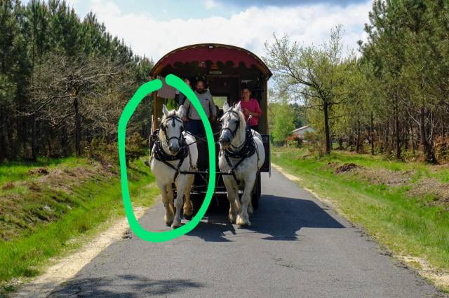 Cavalla Percheron In vendita 2014 Grigio ,  Ulysse des archers