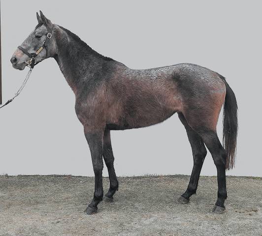 Cavalla Purosangue In vendita 2021 Grigio ,  Beau mec de Houelle